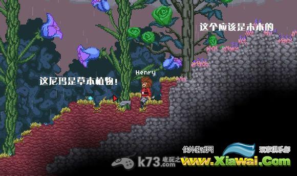 星界边境Starbound作物与植物分析