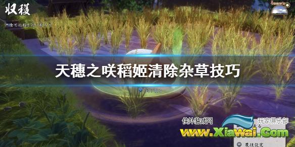 《天穗之咲稻姬》杂草怎么清除？清除杂草技巧