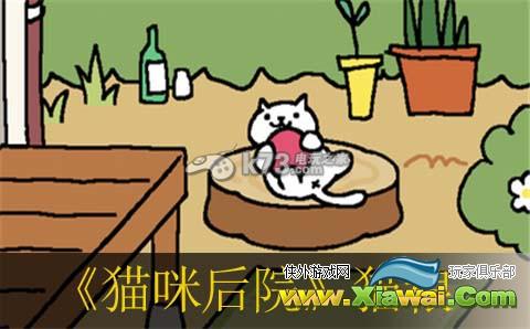 猫咪后院各类猫粮效果介绍