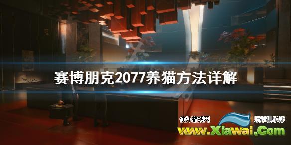 《赛博朋克2077》怎么养猫？养猫方法详解