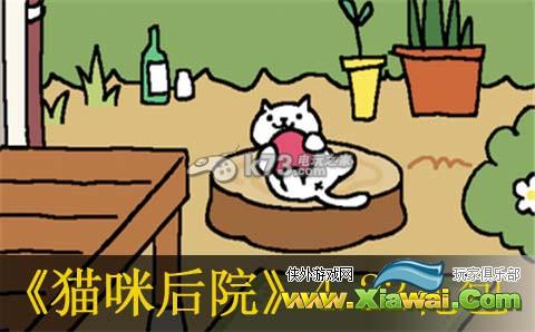 猫咪后院4月22日暗号一览