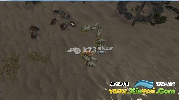 深海搁浅射水鱼解析