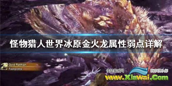 《怪物猎人世界冰原》金火龙属性弱点详解 金火龙弱什么属性